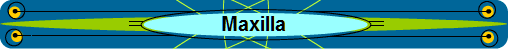 Maxilla